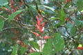 Quassia indica, Niepa Bark Tree, Flowers of India, Ã Â¤Â²Ã Â¥â¹Ã Â¤âÃ Â¤âÃ Â¤Â¡Ã Â¥â¬ Lokhandi, Karinghota, Karingota, Samadera indica